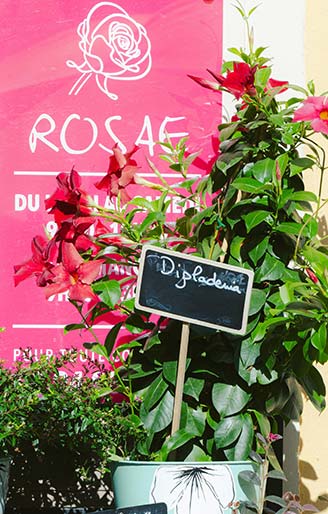 Dipladénia rouge présenté devant la boutique Rosae, artisan fleuriste avenue Gambetta à Hyères