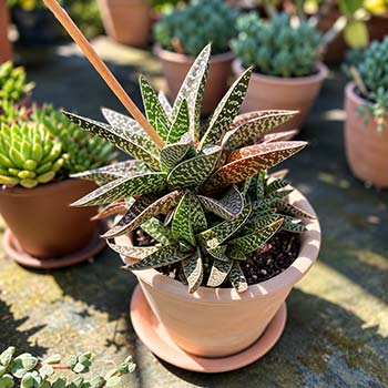 Coupe de succulentes et d'échévérias en pot blanc, La Farigoulette à Hyères