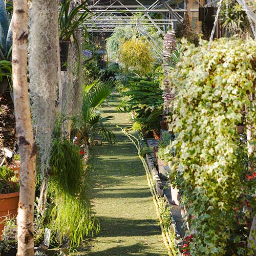 La Farigoulette, jardinerie et passion végétale à Hyères Allée végétalisée de La Farigoulette à Hyères, jardinerie de plantes, arbustes et végétaux méditerranéens