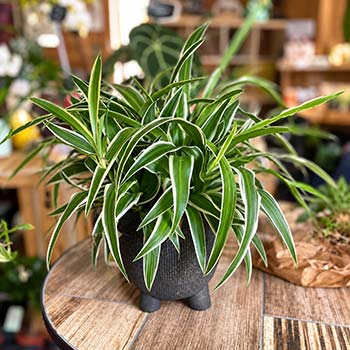 Chlorophytum en cache-pot gris, plante d'intérieur facile à vivre