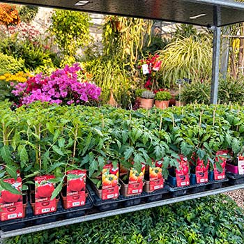 Plants de tomates greffés et aromatiques en vente à La Farigoulette, Hyères